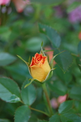 eli moen blomster 3
