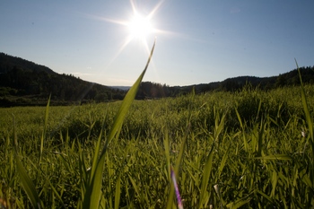 Solskinnsgras