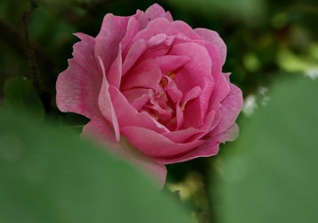 Hagerose