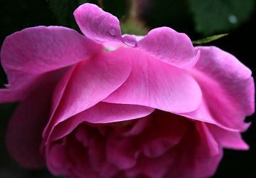 N%E6rrose