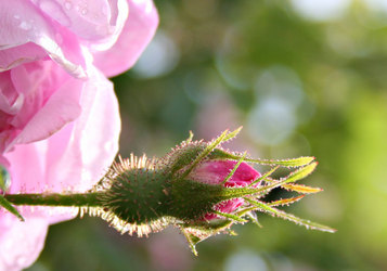 Roseknopp