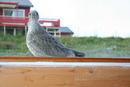 Måken 2010 003_800x534