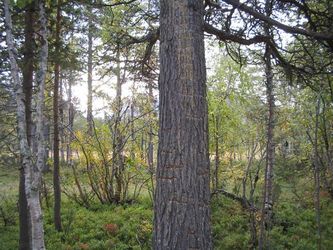 Bj�rn&nbsp;eller&nbsp;tret�spett