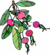 nyper-blomst