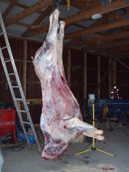 268 kg slaktevekt_1024x1365