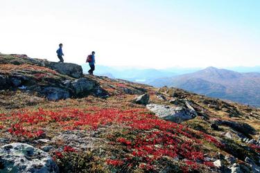Rypelyngen lyser mot en i fjelle t n%E5 _1024x682