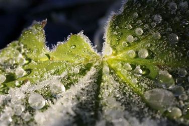 h%F8stfrost 077