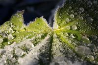 h%F8stfrost 077