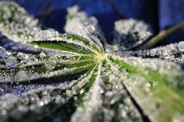 h%F8stfrost 084