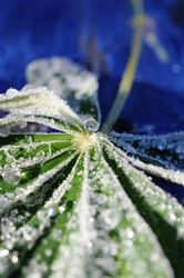 h%F8stfrost 100