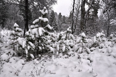 Vinter okt 10 021