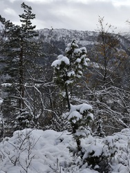Vinter okt 10 009_1024x1364