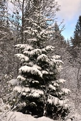 Vinter okt 10 011_1024x1526