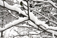 Vinter okt 10 024_1024x680