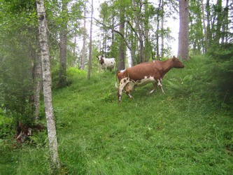 Kyr p%E5 skogsbeite 27