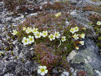 Fjellpryd 1