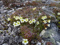 Fjellpryd 1