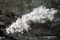 Bergfrua Gunnar