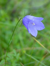 Blåklokke