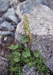 fjellsyre