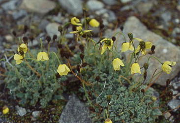 Fjellvalmue 2