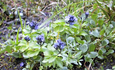 Fjellveronika