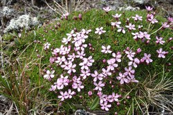 Fjellsmelle