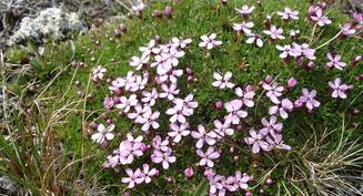 Fjellsmelle