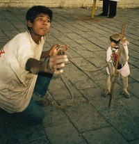 ape som danser