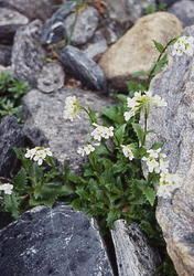 fjellskrinneblom
