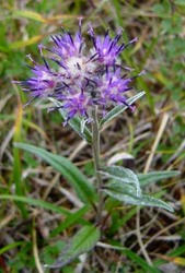 fjelltistel