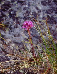 fjelltjæreblom 2
