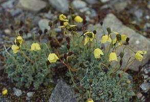 fjellvalmue