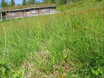 kvitkurle 1