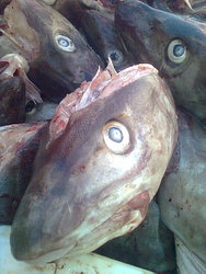 Heia folkens, æ e fisken fra havet og resten av meg har dem hengt meg opp for at æ skal bli tørrfisk
