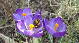 Krokus