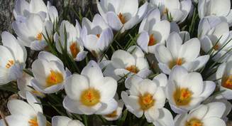 Krokus