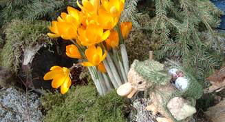 Krokus i p&aring;ska