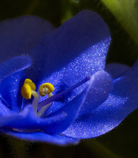 Interflora