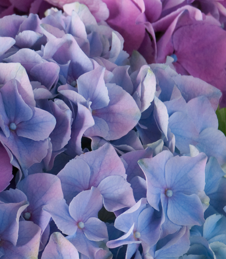 Interflora