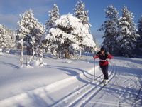 Ski&nbsp;Grønlifeltet&nbsp;008_350x263