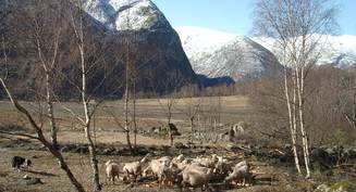 Sauer p&aring; v&aring;rbeite