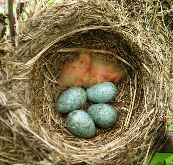 egg og unge (2)_1024x977