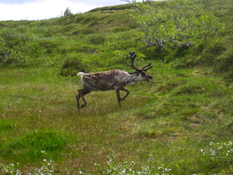 Tifjellet Småtrolluka 011