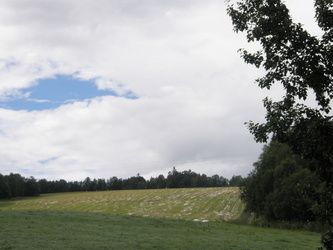 Ingebrigtslia Ingebrigtslia