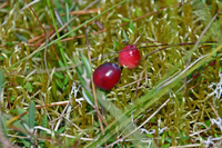 Modne tranebær