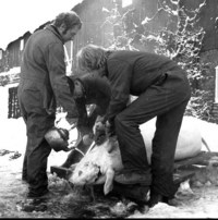 Slakting av gris 1