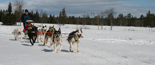 Kjøring med hund og slede. Kjøring med hund og slede.