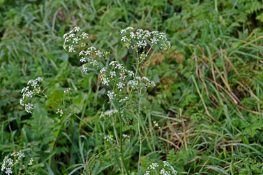 Botanik-4