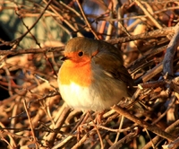 Rødstrupe IMG_1050_700x581